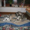 2 huskyja