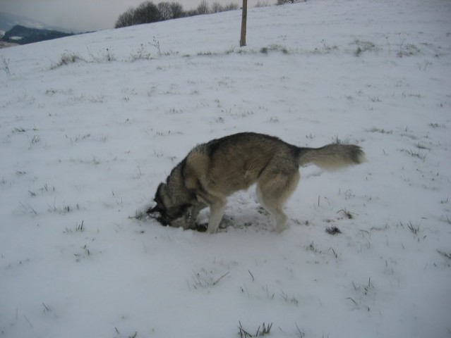 Prvi sneg november 2005 - foto