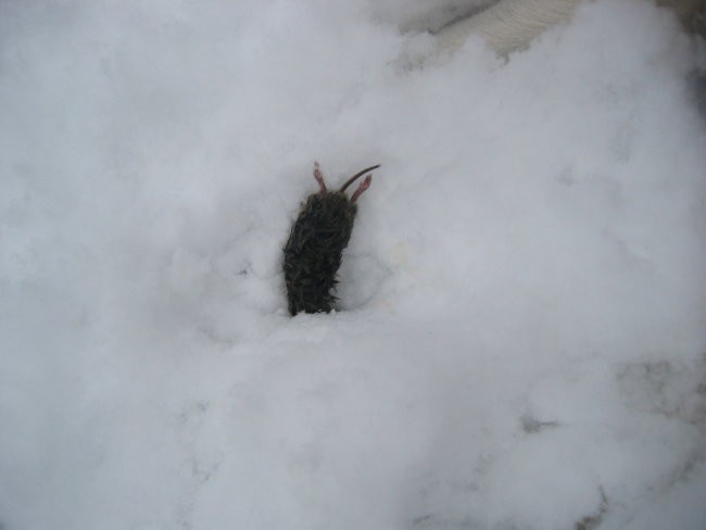 Prvi sneg november 2005 - foto povečava