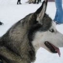 SLEDDOG 2006*Rateče*