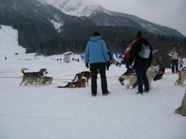 SLEDDOG 2006*Rateče* - foto