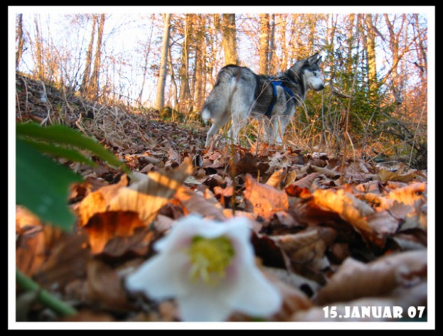 Januar2007 - foto