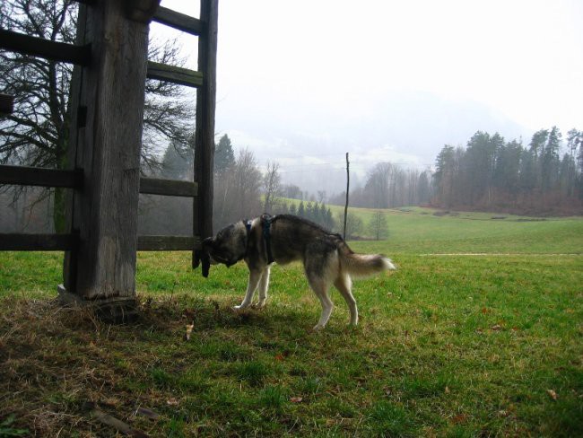 Sprehod po dežju, 24.01.2007 - foto povečava