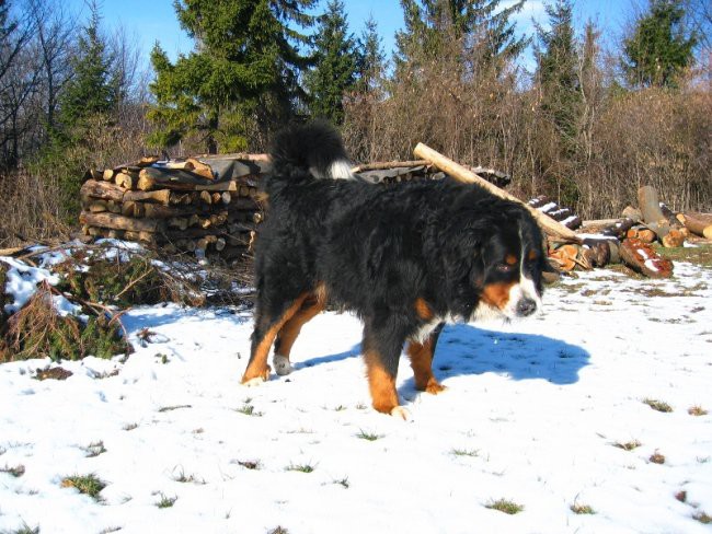 Medo in Živa, 30.01.07 - foto povečava