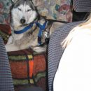 Sleddog Rateče *2007*