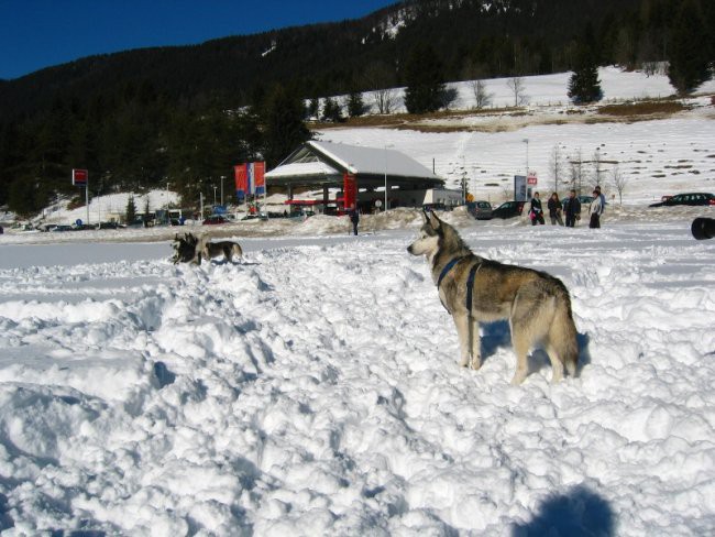 Sleddog Rateče *2007* - foto povečava