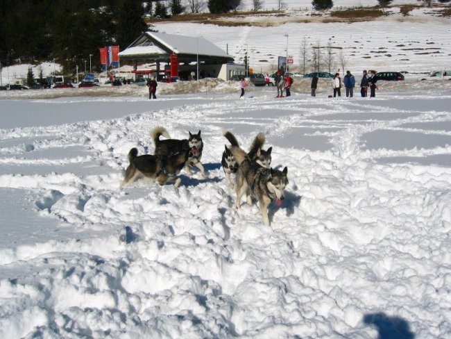 Sleddog Rateče *2007* - foto povečava