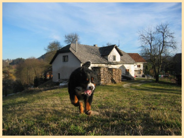 Valentinovo Medo, Živa - foto