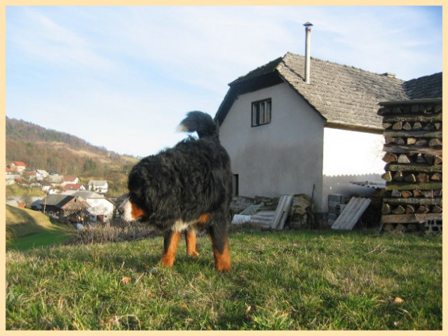 Valentinovo Medo, Živa - foto