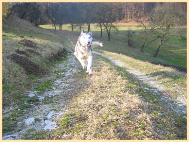 Valentinovo Medo, Živa - foto