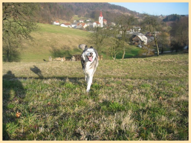 Valentinovo Medo, Živa - foto