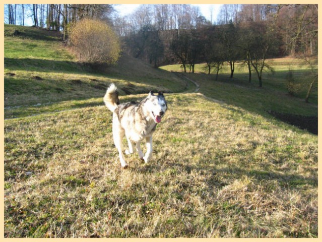 Valentinovo Medo, Živa - foto