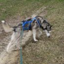 Bikejoring, 28.02.2007