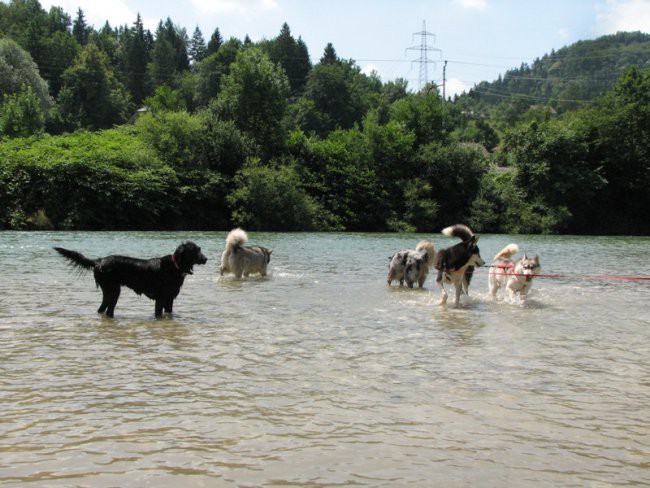 6.pesjanarsko srečanje - foto povečava