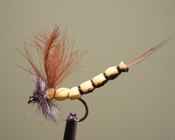 Mayfly brown