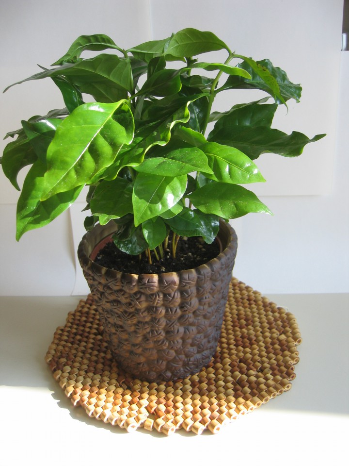 Rastline - foto povečava