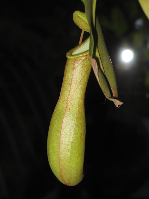 Nepenthes - foto