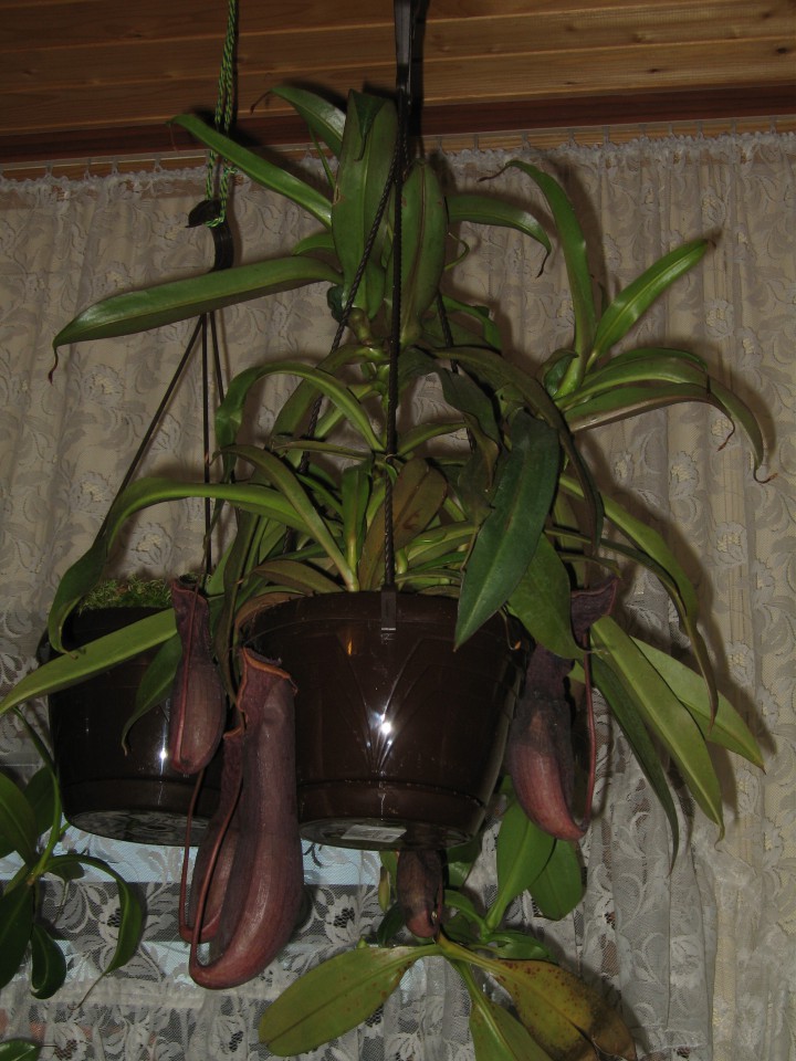 Nepenthes - foto povečava