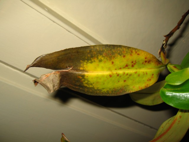 Nepenthes - foto