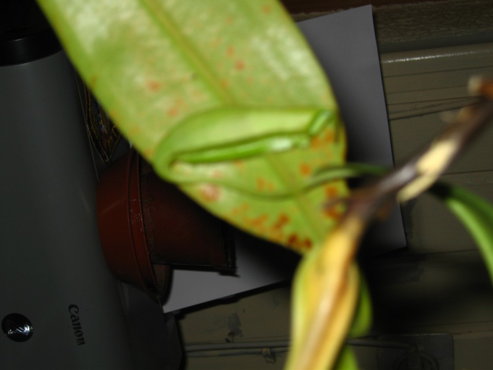 Nepenthes - foto povečava