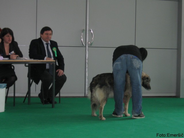 2009 CACIB Tromostovje  - foto