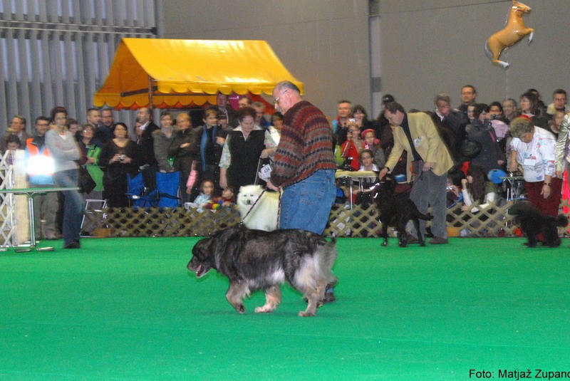 2009 CACIB Tromostovje  - foto povečava