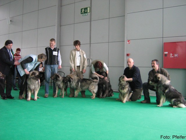 2009 CACIB Tromostovje  - foto povečava