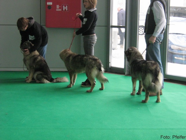 2009 CACIB Tromostovje  - foto povečava