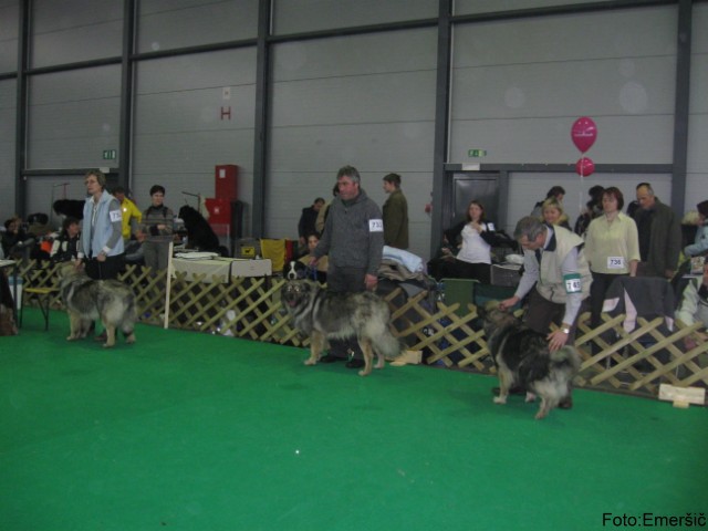 2009 CACIB Ljubljana  - foto povečava