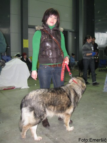 2009 CACIB Ljubljana  - foto povečava