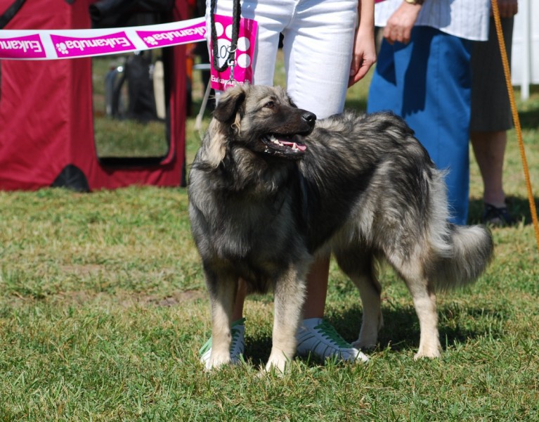 2009 CAC Trbovlje - foto povečava