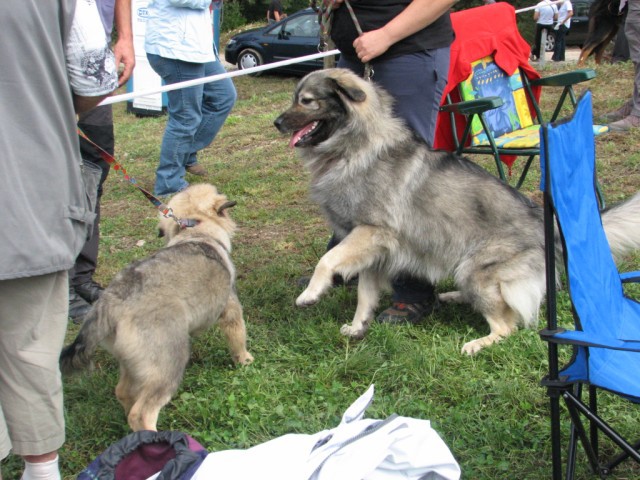 2009 CAC Trbovlje II - foto povečava