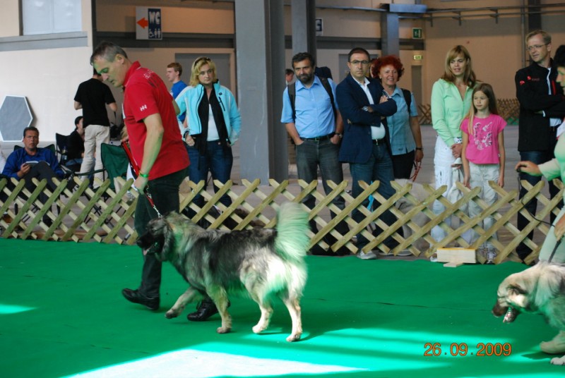 2009 CACIB Celje  - foto povečava