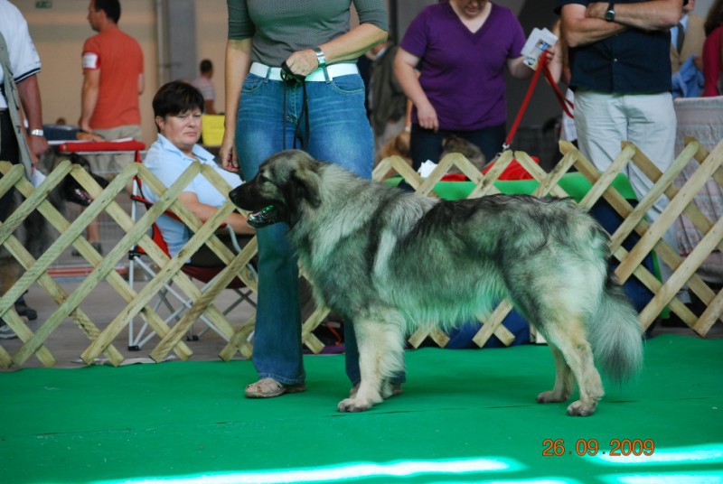 2009 CACIB Celje  - foto povečava