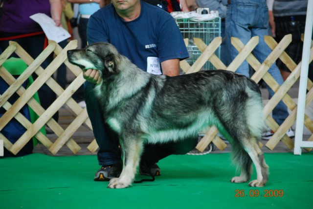 2009 CACIB Celje  - foto