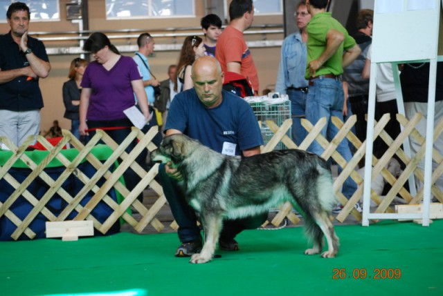 2009 CACIB Celje  - foto