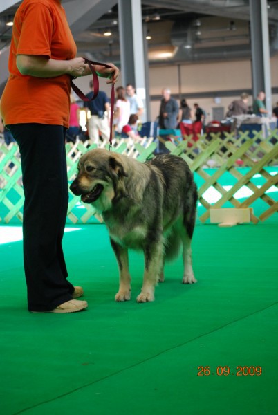 2009 CACIB Celje  - foto