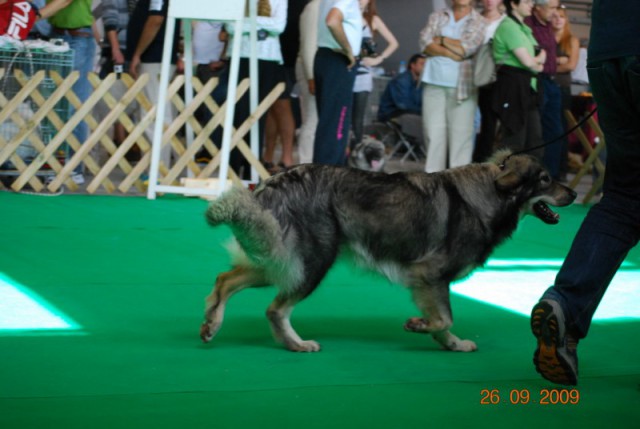 2009 CACIB Celje  - foto