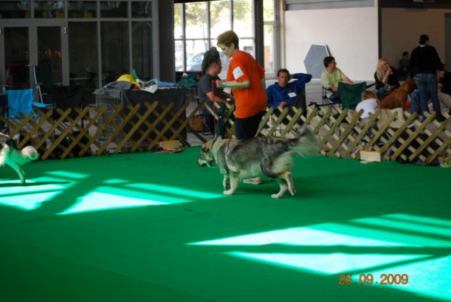 2009 CACIB Celje  - foto