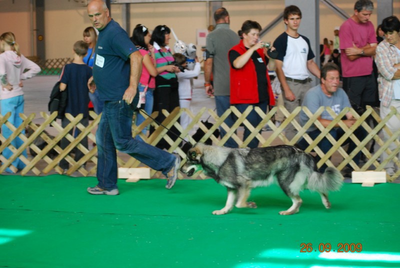 2009 CACIB Celje  - foto povečava