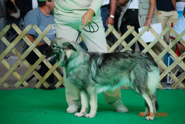 2009 CACIB Celje  - foto