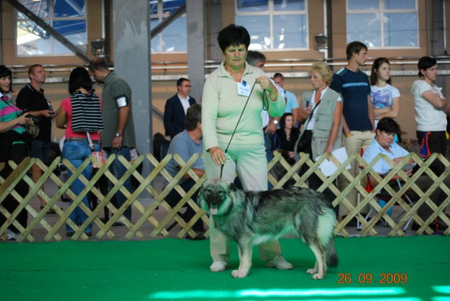 2009 CACIB Celje  - foto