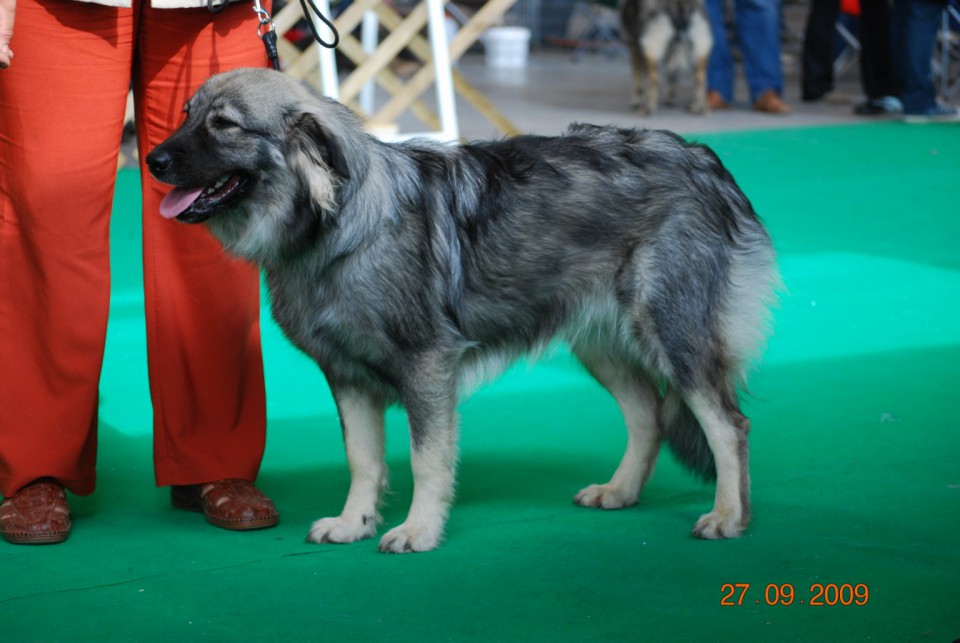 2009 CACIB Celeia - foto povečava