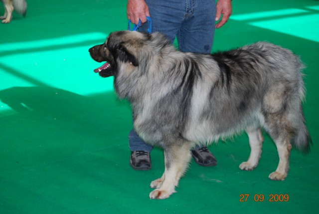 2009 CACIB Celeia - foto