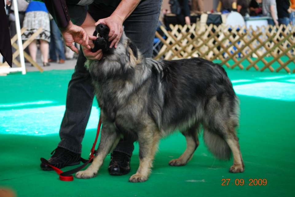 2009 CACIB Celeia - foto povečava