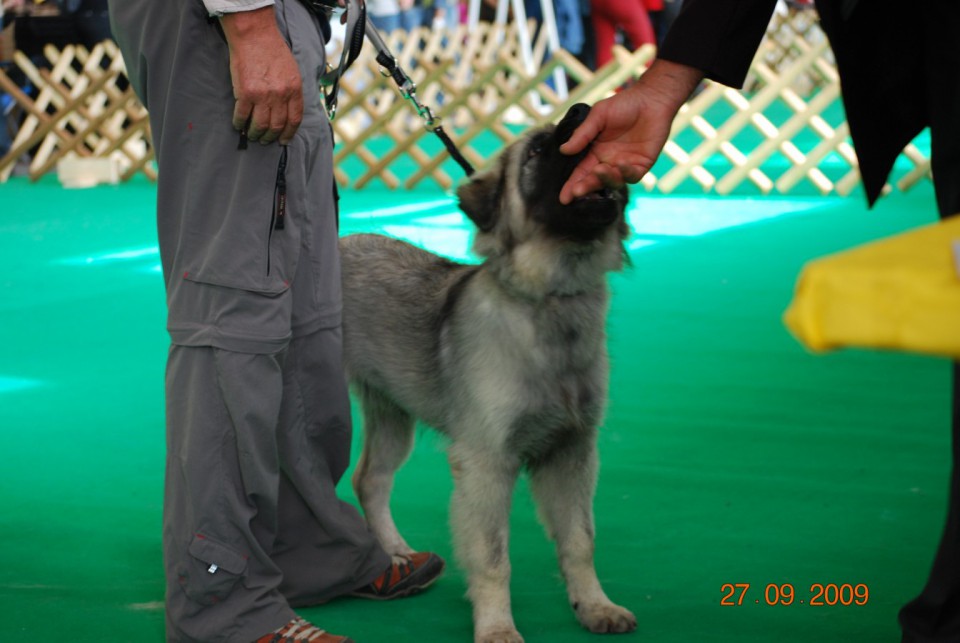 2009 CACIB Celeia - foto povečava