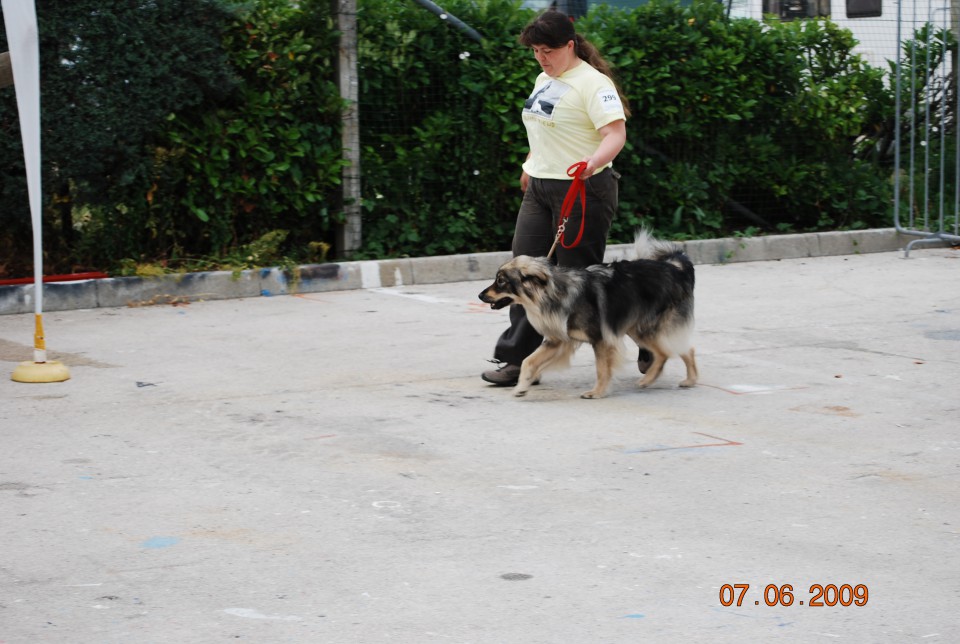 2009 CACIB Alpe Adria - foto povečava