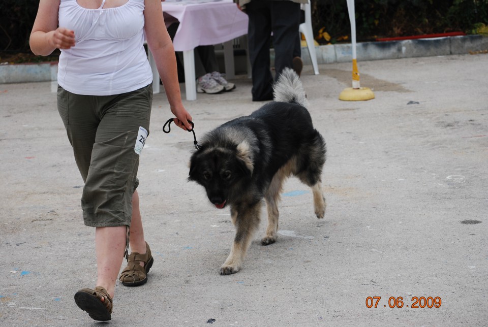 2009 CACIB Alpe Adria - foto povečava