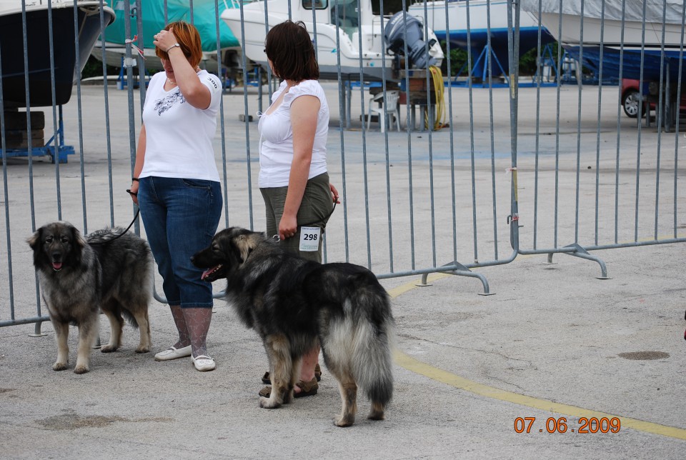 2009 CACIB Alpe Adria - foto povečava