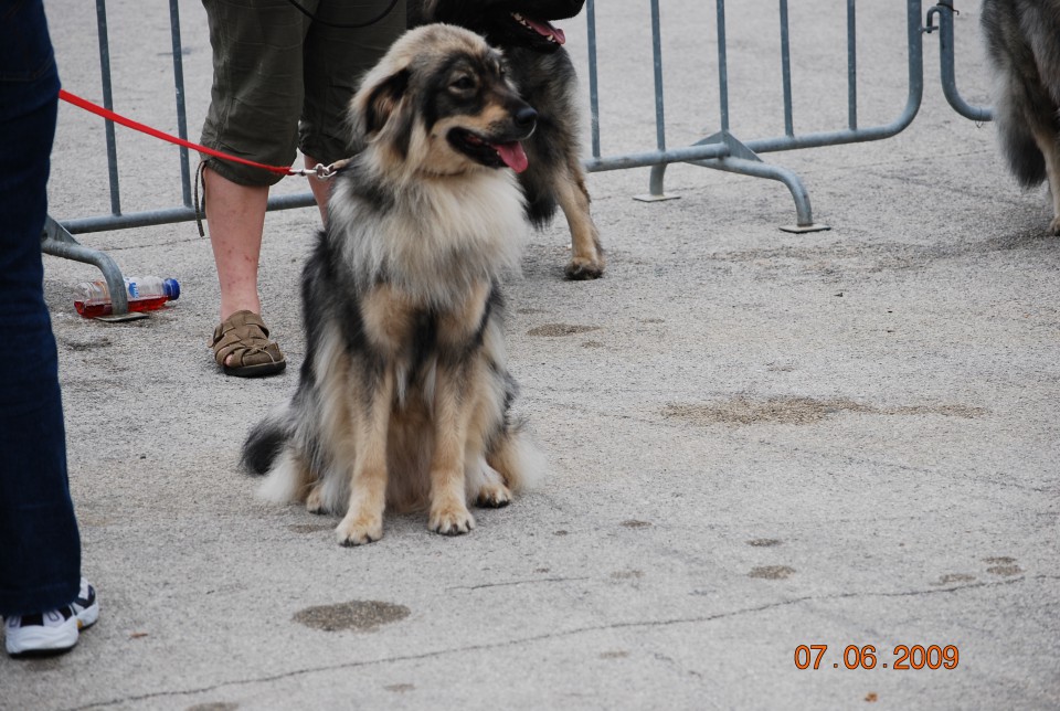 2009 CACIB Alpe Adria - foto povečava